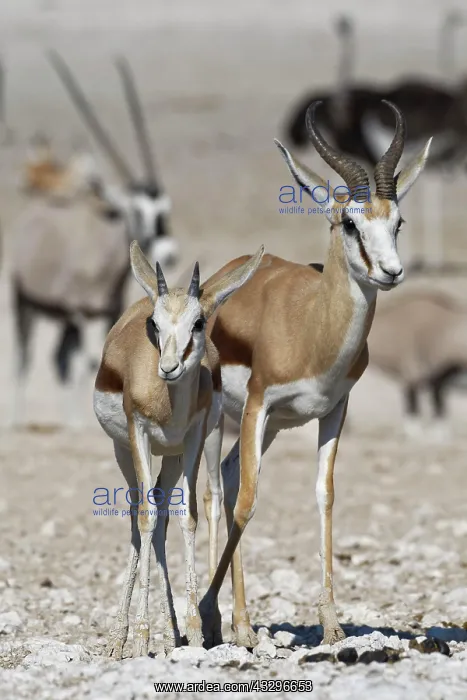 : Springboks (Antidorcas marsupialis), adult male : Springboks (Antidorcas marsupialis), adult male