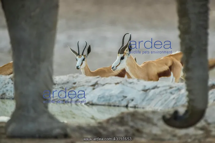 : Springboks (Antidorcas marsupialis) drinking at : Springboks (Antidorcas marsupialis) drinking at