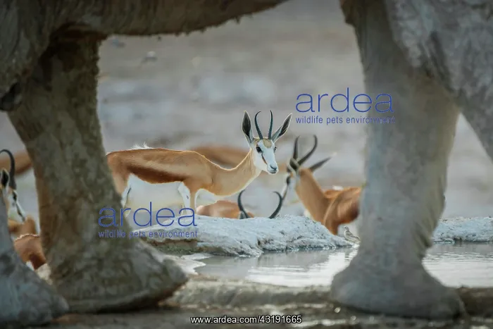 : Springboks (Antidorcas marsupialis) drinking at : Springboks (Antidorcas marsupialis) drinking at