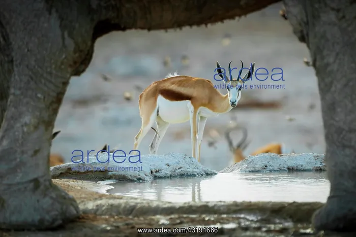 : Springboks (Antidorcas marsupialis) drinking at : Springboks (Antidorcas marsupialis) drinking at