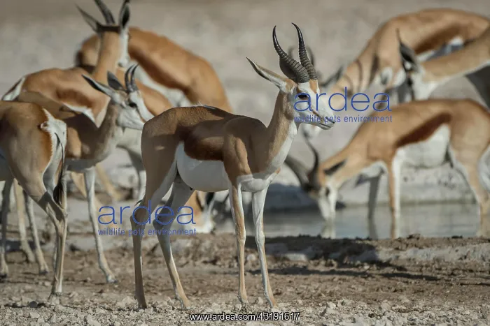 : Springboks (Antidorcas marsupialis), male and female : Springboks (Antidorcas marsupialis), male and female