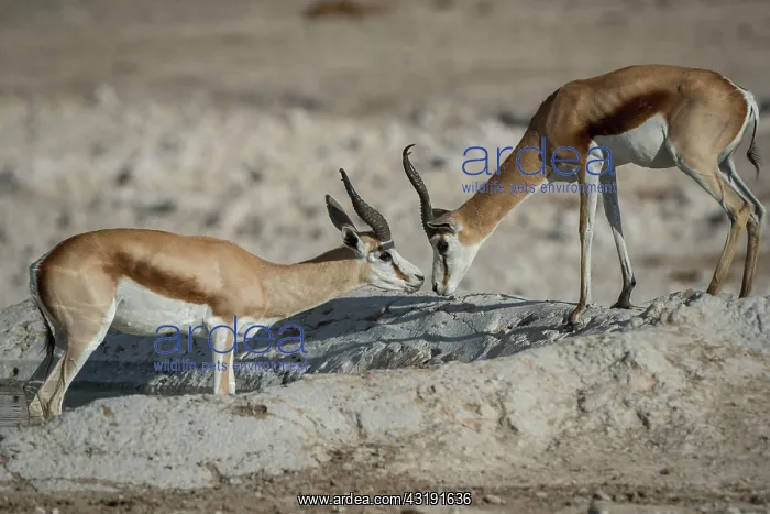 : Springboks (Antidorcas marsupialis), two males at : Springboks (Antidorcas marsupialis), two males at