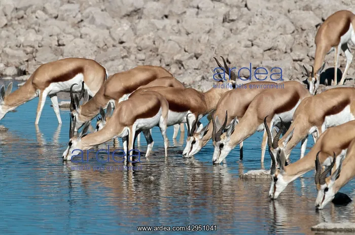 : Springbuck - group drinking at water hole : Springbuck - group drinking at water hole