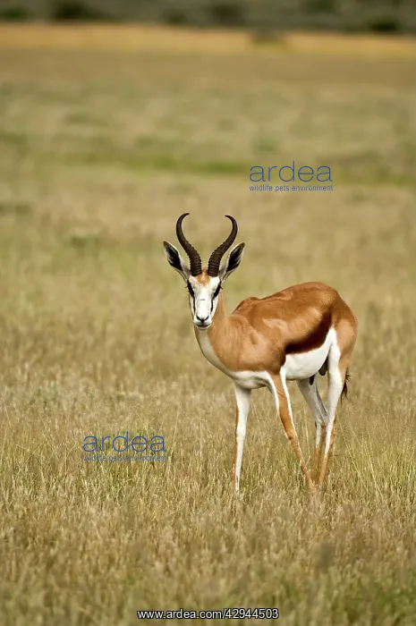 : Springbuck / Springbok - In short grass : Springbuck / Springbok - In short grass