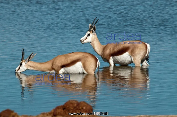 : Springbuck - two standing in deep water - one drinking : Springbuck - two standing in deep water - one drinking