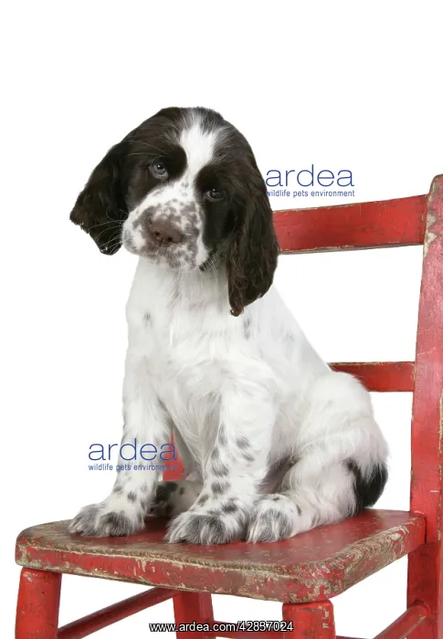 : Springer Spaniel (approx 10 weeks old) sitting on chair : Springer Spaniel (approx 10 weeks old) sitting on chair