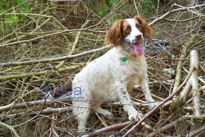  : Springer Spaniel Dog - amongst brushwood