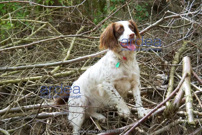  : Springer Spaniel Dog - amongst brushwood