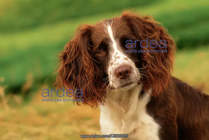  : SPRINGER SPANIEL DOG - Close-up head