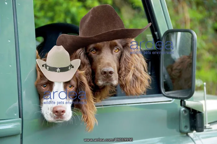 : Springer Spaniel Dog and Field Spaniel looking : Springer Spaniel Dog and Field Spaniel looking