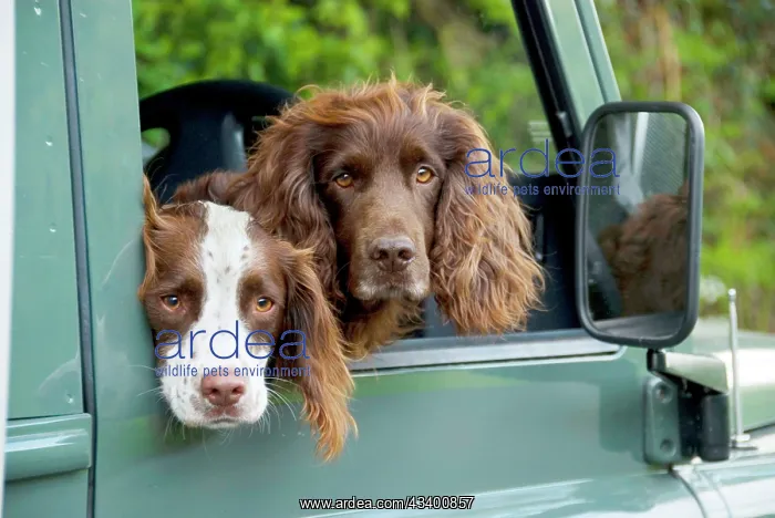 : Springer Spaniel Dog - & Field Spaniel looking : Springer Spaniel Dog - & Field Spaniel looking