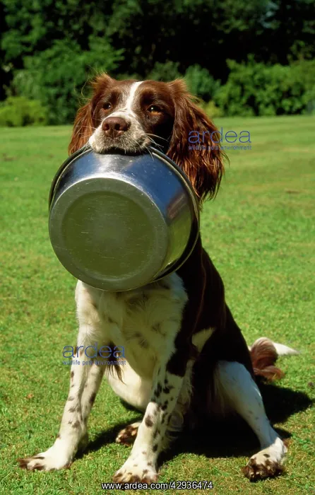  : SPRINGER SPANIEL DOG - With food bowl