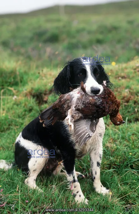 : SPRINGER SPANIEL DOG - with grouse in mouth : SPRINGER SPANIEL DOG - with grouse in mouth