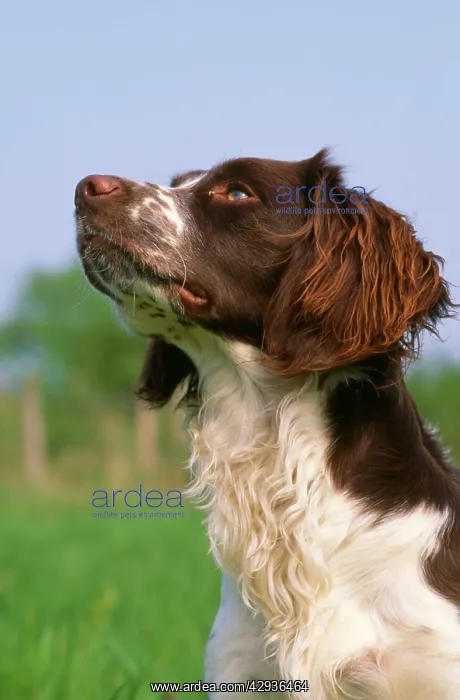  : SPRINGER SPANIEL DOG - Head