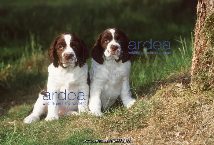 : Springer Spaniel DOG - two puppies : Springer Spaniel DOG - two puppies