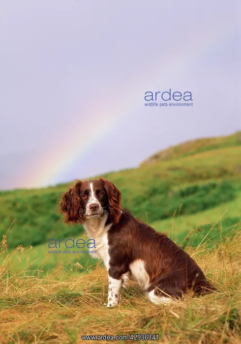  : SPRINGER SPANIEL DOG - rainbow in background
