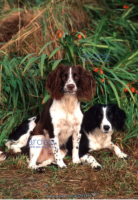 : SPRINGER SPANIEL DOGS - x two, sitting : SPRINGER SPANIEL DOGS - x two, sitting