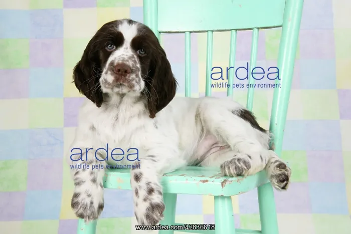 : Springer Spaniel - puppy (approx 10 weeks old) : Springer Spaniel - puppy (approx 10 weeks old)