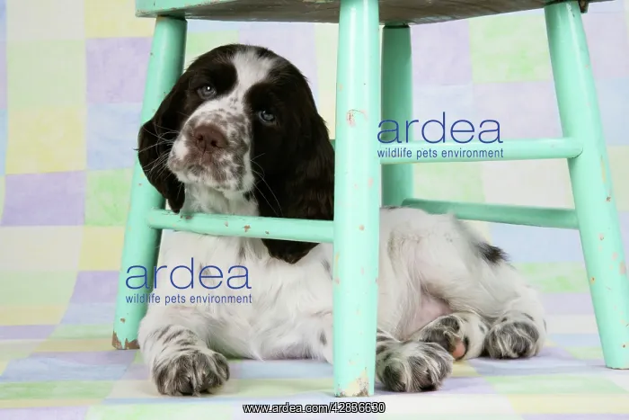 : Springer Spaniel - puppy (approx 10 weeks old) : Springer Spaniel - puppy (approx 10 weeks old)