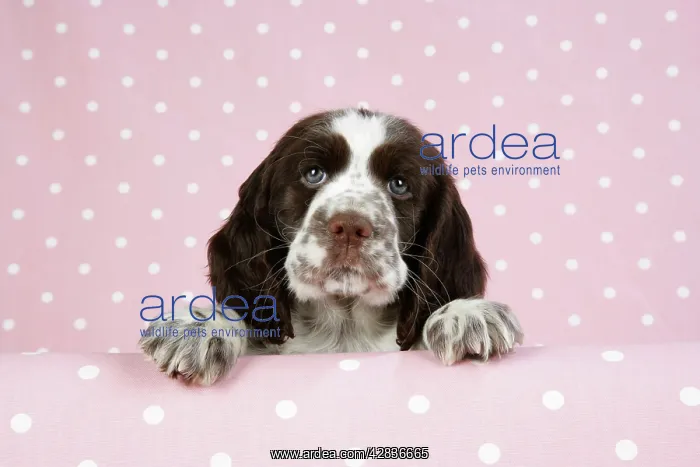 : Springer Spaniel - puppy (approx 10 weeks old) : Springer Spaniel - puppy (approx 10 weeks old)