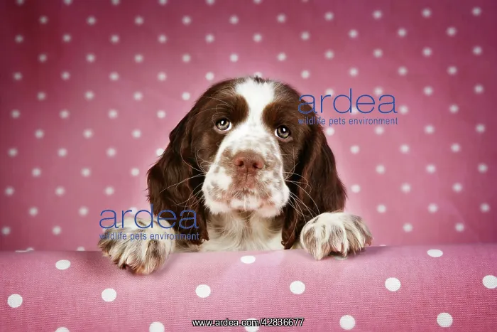 : Springer Spaniel - puppy (approx 10 weeks old) : Springer Spaniel - puppy (approx 10 weeks old)