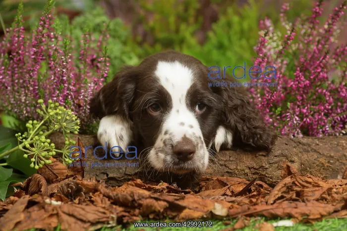 : Springer Spaniel puppy outdoors in Autumn : Springer Spaniel puppy outdoors in Autumn