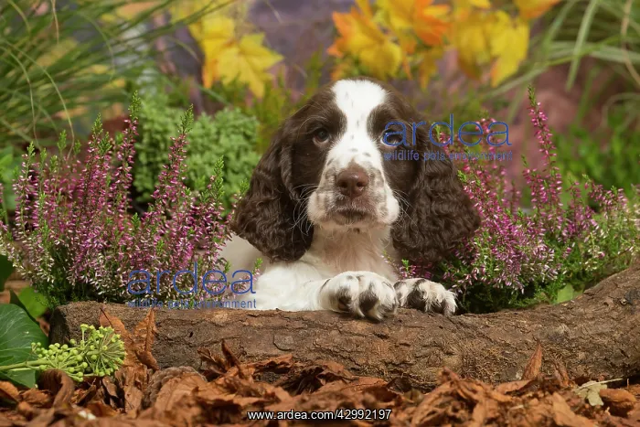  : Springer Spaniel puppy outdoors in Autumn