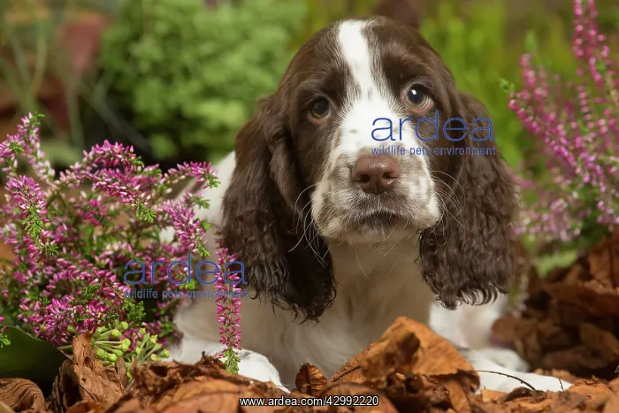 : Springer Spaniel puppy outdoors in Autumn : Springer Spaniel puppy outdoors in Autumn