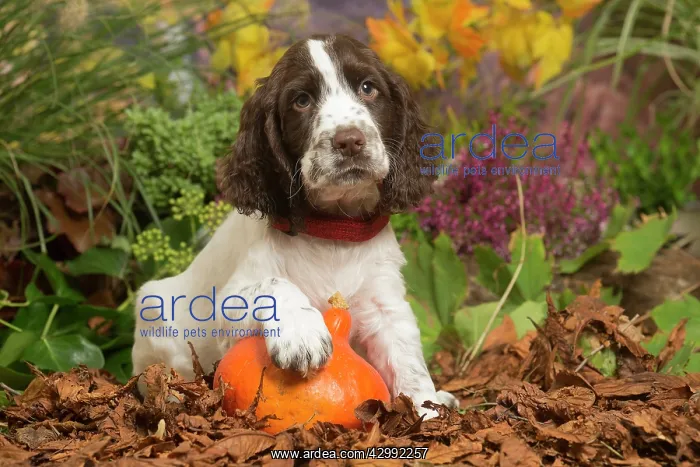 : Springer Spaniel puppy outdoors in Autumn : Springer Spaniel puppy outdoors in Autumn