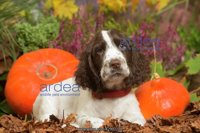 : Springer Spaniel puppy outdoors in Autumn : Springer Spaniel puppy outdoors in Autumn