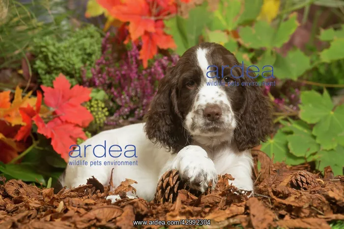 : Springer Spaniel puppy outdoors in Autumn : Springer Spaniel puppy outdoors in Autumn
