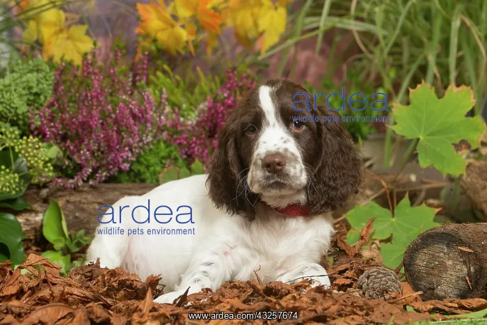 : Springer Spaniel puppy outdoors in Autumn : Springer Spaniel puppy outdoors in Autumn