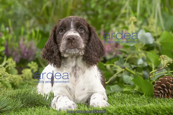 : Springer Spaniel puppy outdoors in the garden : Springer Spaniel puppy outdoors in the garden