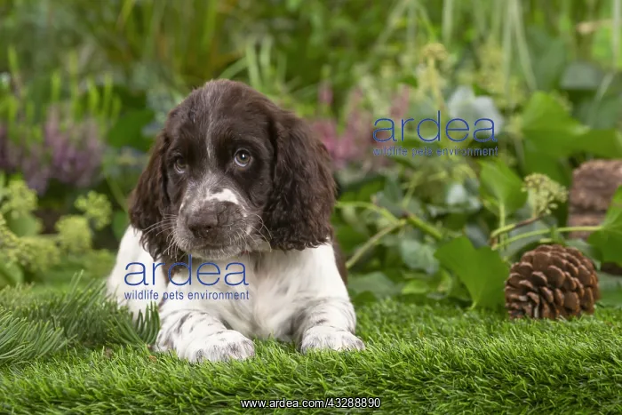 : Springer Spaniel puppy outdoors in the garden : Springer Spaniel puppy outdoors in the garden