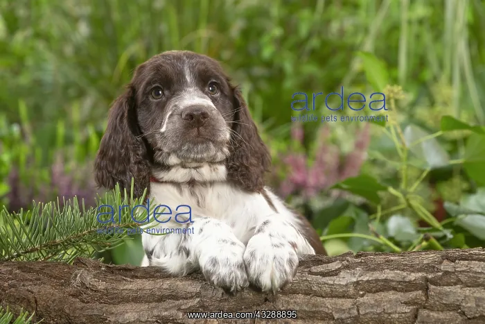 : Springer Spaniel puppy outdoors in the garden : Springer Spaniel puppy outdoors in the garden