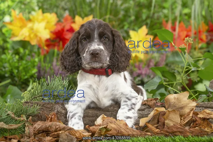 : Springer Spaniel puppy outdoors in the garden : Springer Spaniel puppy outdoors in the garden