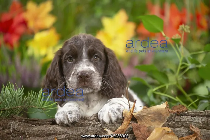 : Springer Spaniel puppy outdoors in the garden : Springer Spaniel puppy outdoors in the garden