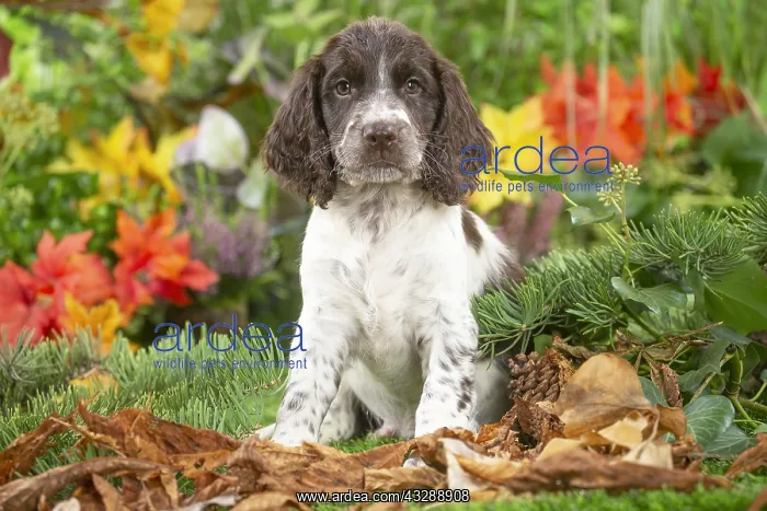 : Springer Spaniel puppy outdoors in the garden : Springer Spaniel puppy outdoors in the garden