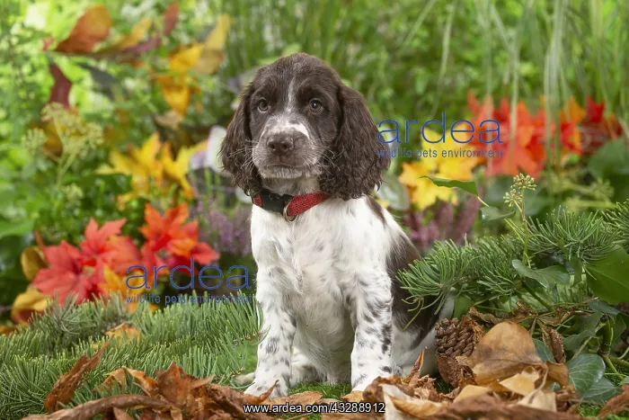 : Springer Spaniel puppy outdoors in the garden : Springer Spaniel puppy outdoors in the garden