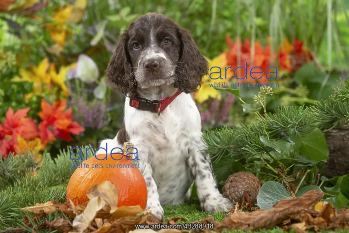  : Springer Spaniel puppy outdoors in the garden