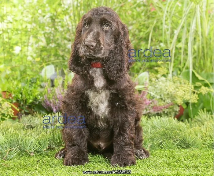 : Springer Spaniel puppy outdoors in the garden : Springer Spaniel puppy outdoors in the garden