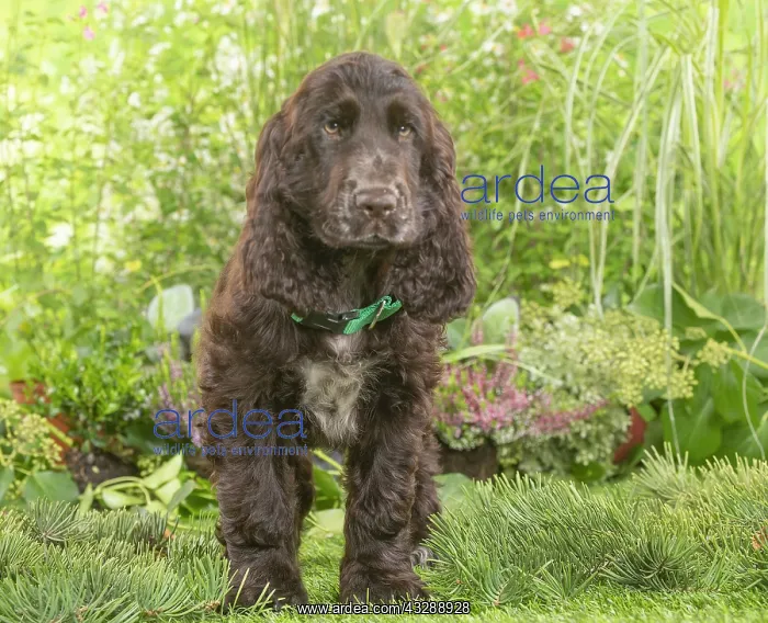 : Springer Spaniel puppy outdoors in the garden : Springer Spaniel puppy outdoors in the garden