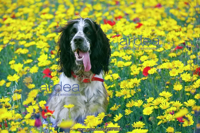 : Springer Spaniel running - Corn Marigolds : Springer Spaniel running - Corn Marigolds