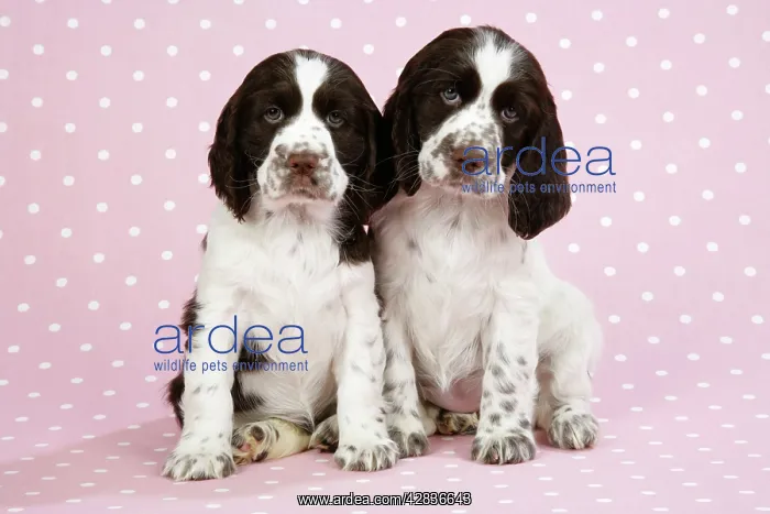 : Springer Spaniels - puppies (approx 10 weeks old) sitting : Springer Spaniels - puppies (approx 10 weeks old) sitting