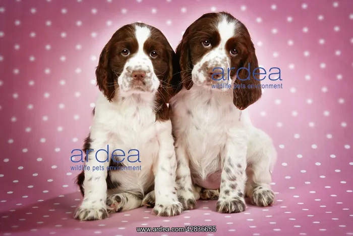 : Springer Spaniels - puppies (approx 10 weeks old) sitting : Springer Spaniels - puppies (approx 10 weeks old) sitting