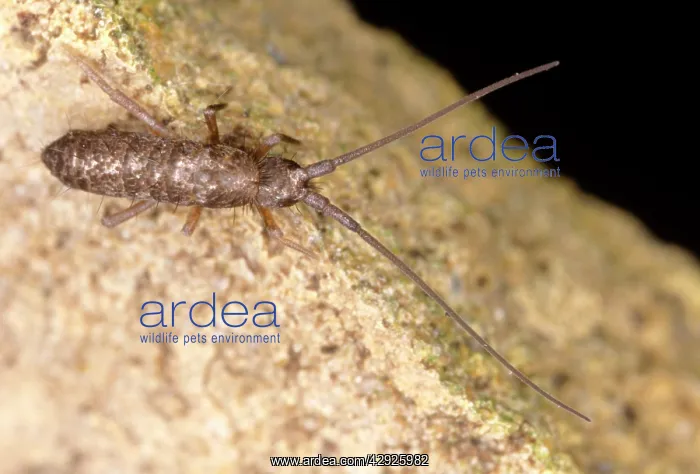  : Springtail