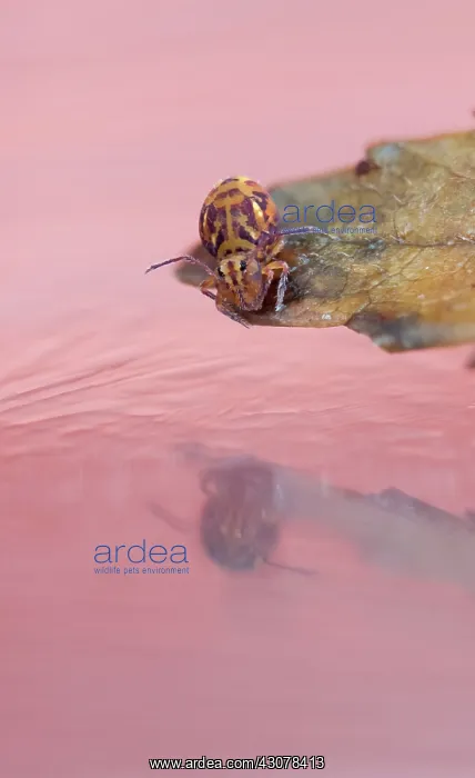 : Springtail : Springtail