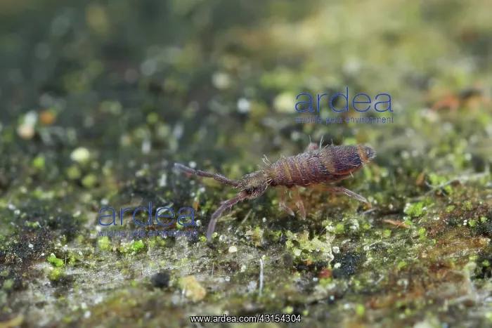  : Springtail