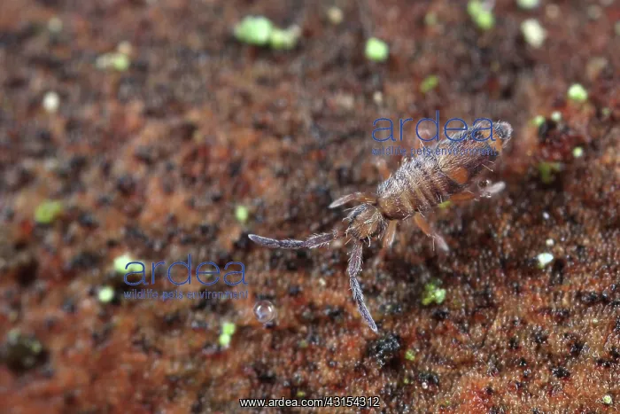 : Springtail : Springtail