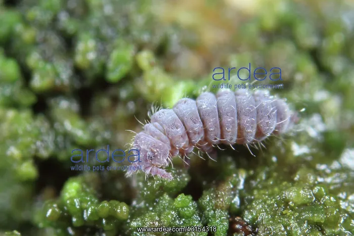 : Springtail : Springtail